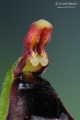 Ophrys_insectifera_gyn2
