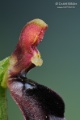 Ophrys_insectifera_gyn3