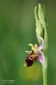 Ophrys_oestrifera_01