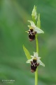 Ophrys_oestrifera_04