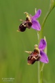 Ophrys_oestrifera_05