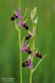 Ophrys_oestrifera_06