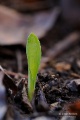 Ophrys_oestrifera_07