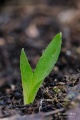 Ophrys_oestrifera_08