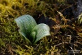 Ophrys_oestrifera_09