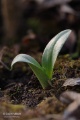 Ophrys_oestrifera_10