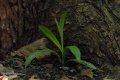 Ophrys_oestrifera_11