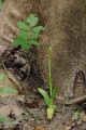 Ophrys_oestrifera_12