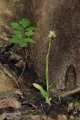 Ophrys_oestrifera_13