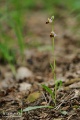 Ophrys_oestrifera_16