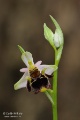 Ophrys_oestrifera_18