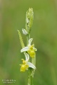 Ophrys_oestrifera_21