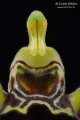 Ophrys_oestrifera_gyn1