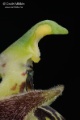 Ophrys_oestrifera_gyn4