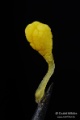 Ophrys_oestrifera_poll