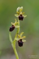 Ophrys_sphegodes_01