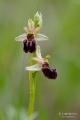 Ophrys_sphegodes_02