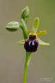Ophrys_sphegodes_03