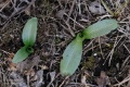 Ophrys_sphegodes_07
