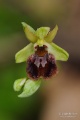 Ophrys_sphegodes_08