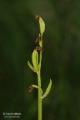 Ophrys_sphegodes_10