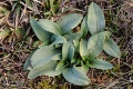 Ophrys_sphegodes_11