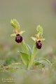 Ophrys_sphegodes_12