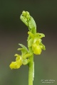 Ophrys_sphegodes_13