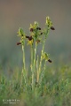 Ophrys_sphegodes_17