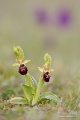 Ophrys_sphegodes_19