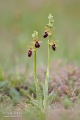 Ophrys_sphegodes_20