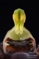 Ophrys_sphegodes_gyn1