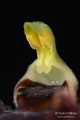 Ophrys_sphegodes_gyn2