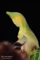 Ophrys_sphegodes_gyn3