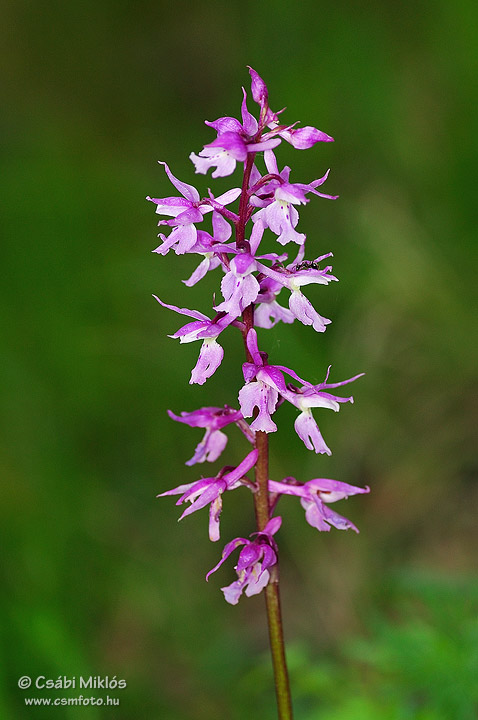 Orchis_mascula_subsp_signifera_01.jpg - Orchis mascula subsp. signifera - Füles kosbor 2007. 05. 08. Visegrádi-hg.