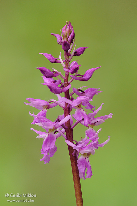 Orchis_mascula_subsp_signifera_03.jpg - Orchis mascula subsp. signifera - Füles kosbor 2010. 05. 02. Visegrádi-hg.
