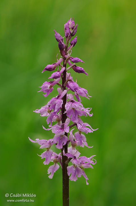 Orchis_mascula_subsp_signifera_04.jpg - Orchis mascula subsp. signifera - Füles kosbor 2011. 05. 08. Visegrádi-hg.