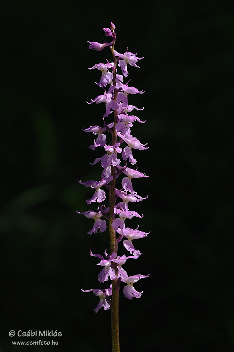 Orchis_mascula_subsp_signifera_06.jpg - Orchis mascula subsp. signifera - Füles kosbor 2011. 05. 12. Visegrádi-hg.
