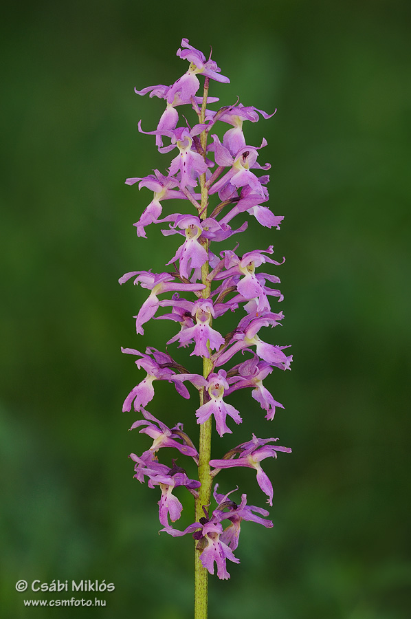 Orchis_mascula_subsp_signifera_13.jpg - Orchis mascula subsp. signifera - Füles kosbor 2015. 05. 09. Visegrádi-hg.
