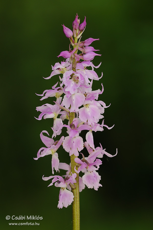 Orchis_mascula_subsp_signifera_14.jpg - Orchis mascula subsp. signifera - Füles kosbor 2015. 05. 09. Visegrádi-hg.