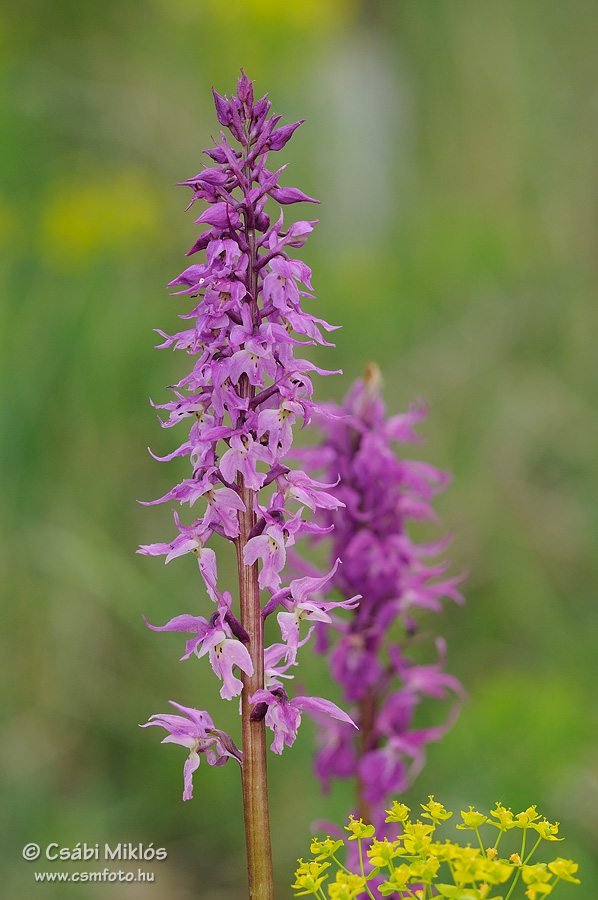 Orchis_mascula_subsp_signifera_15.jpg - Orchis mascula subsp. signifera - Füles kosbor 2015. 05. 09. Visegrádi-hg.