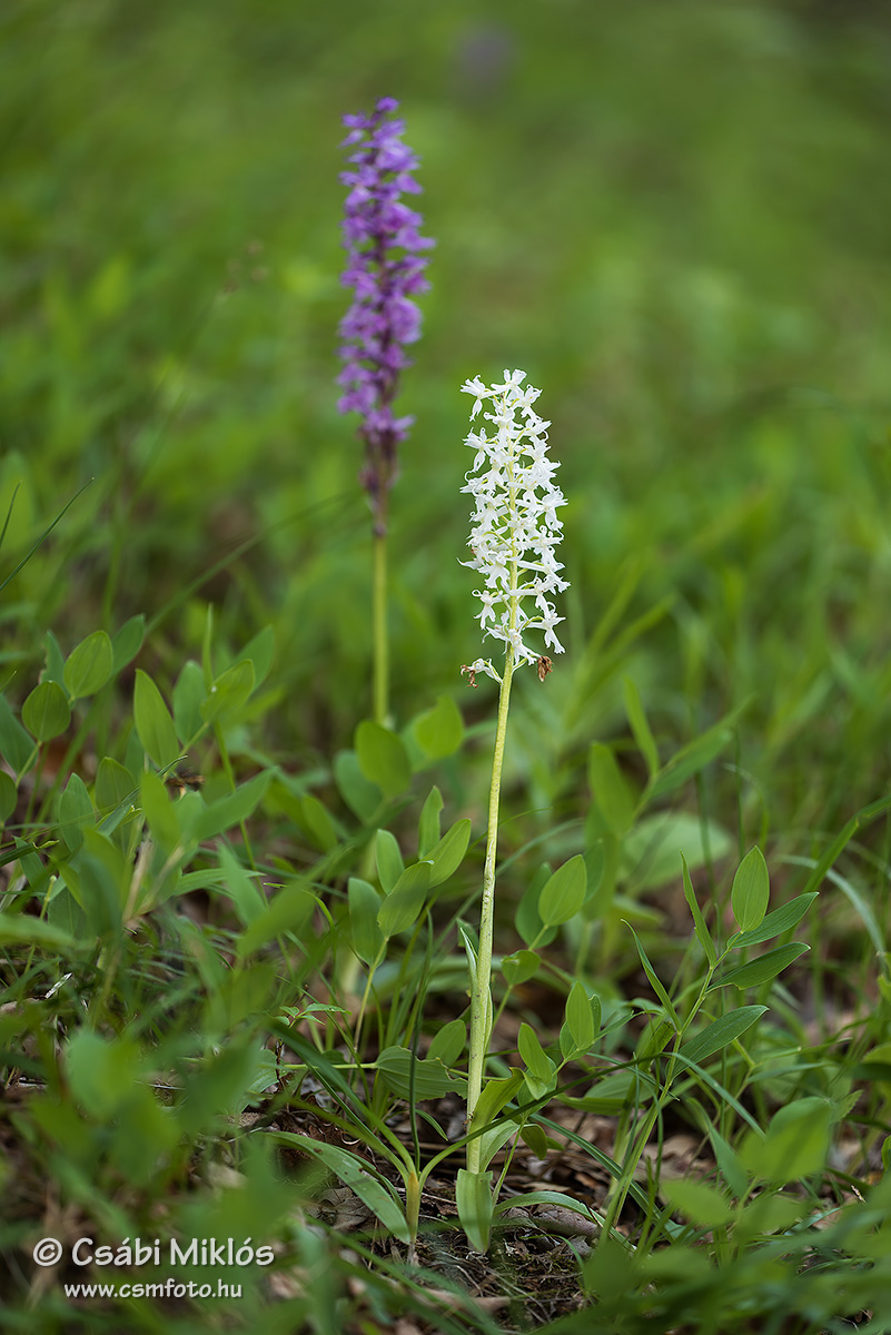 Orchis_mascula_subsp_signifera_20.jpg - Orchis mascula subsp. signifera - Füles kosbor 2017. 05. 18. Visegrádi-hg.