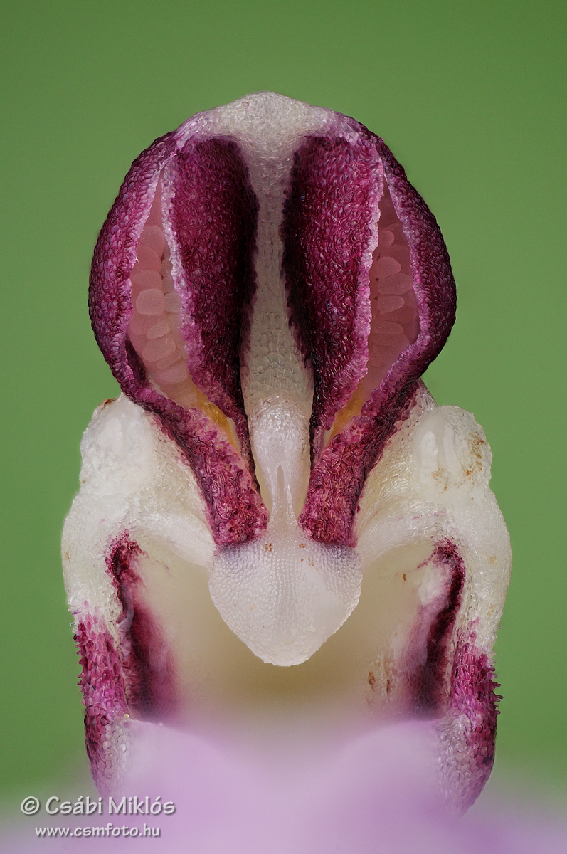 Orchis_purpurea_gyn1.jpg - Orchis purpurea - Bíboros kosbor ivaroszlop 2013. 05. 07. Budai-hg.