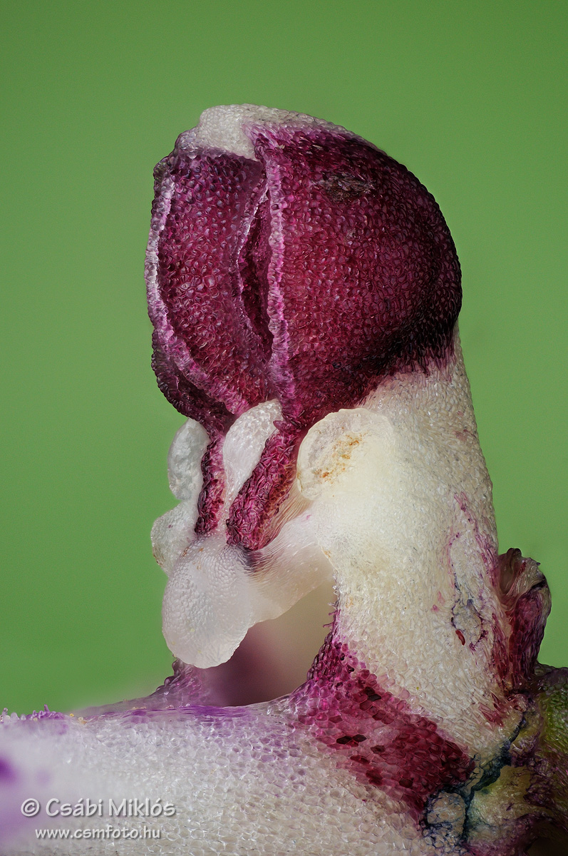 Orchis_purpurea_gyn3.jpg - Orchis purpurea - Bíboros kosbor ivaroszlop 2013. 05. 07. Budai-hg.