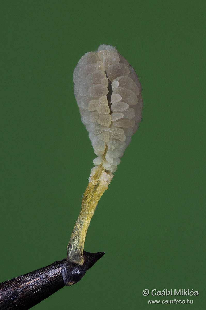 Orchis_purpurea_poll1.jpg - Orchis purpurea - Bíboros kosbor pollinium 2013. 05. 07. Budai-hg.