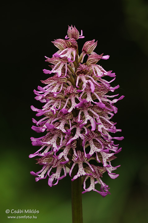 Orchis_x_angusticruris_01.jpg - Orchis x angusticruris - Hibrid kosbor (O. purpurea x simia) 2011. 04. 27. Villányi-hg.