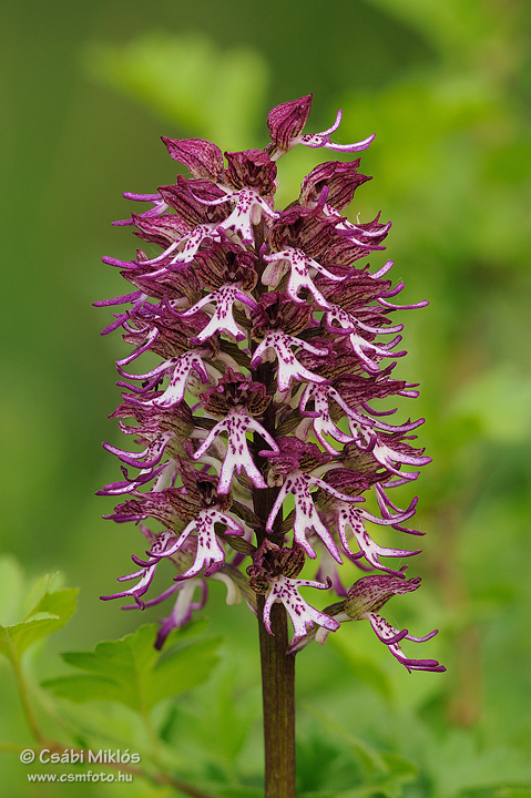 Orchis_x_angusticruris_02.jpg - Orchis x angusticruris - Hibrid kosbor (O. purpurea x simia) 2011. 04. 27. Villányi-hg.