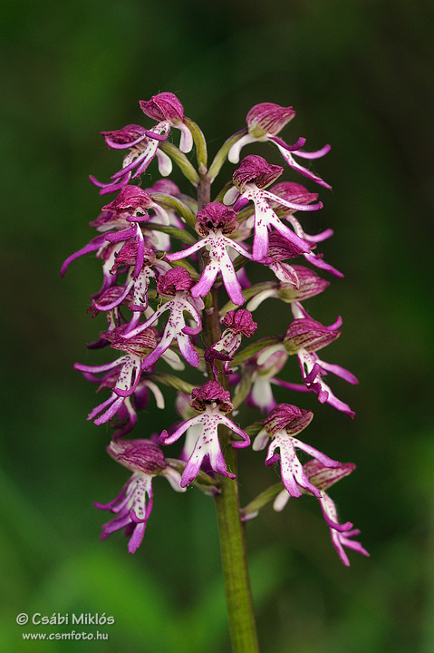 Orchis_x_angusticruris_03.jpg - Orchis x angusticruris - Hibrid kosbor (O. purpurea x simia) 2011. 04. 27. Villányi-hg.