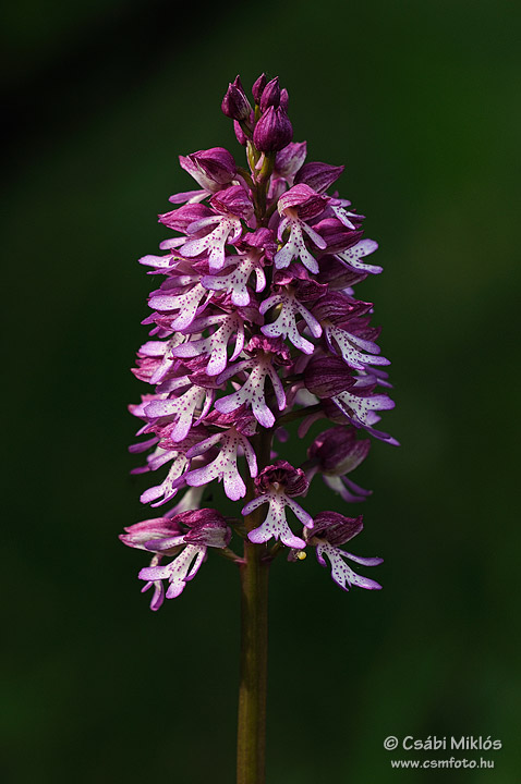 Orchis_x_hybrida_02.jpg - Orchis x hybrida - Hibrid kosbor (O. militaris x purpurea) 2009. 05. 04. Budai-hg.