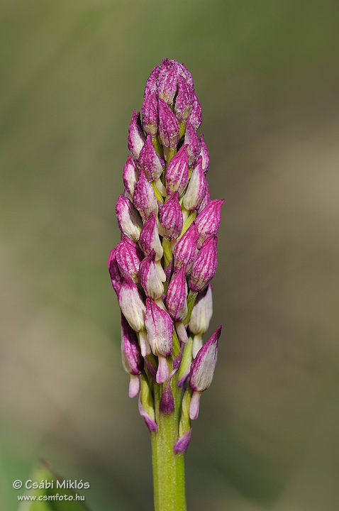 Orchis_x_hybrida_05.jpg - Orchis x hybrida - Hibrid kosbor (O. militaris x purpurea) 2012. 05. 01. Vértes